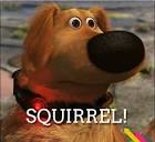 Image result for squirrel up