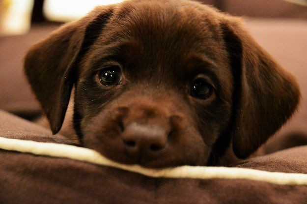 17-puppies-who-are-so-cute-they-will-make-you-mad-2-30501-1424359138-6_dblbig.jpg