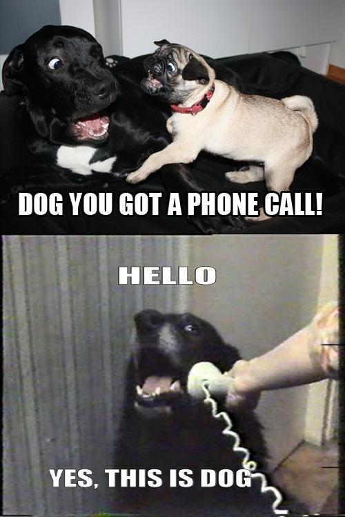 8233-hello-yes-this-is-dog-krQN.jpeg