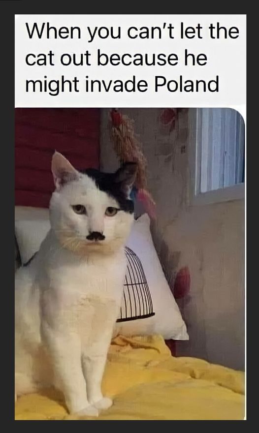 Adolf the cat.jpg