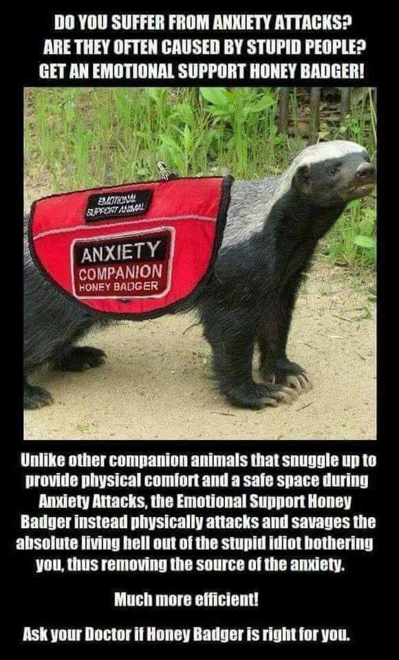 anxiety companion.jpg