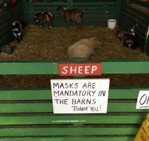 barn-sheep-masks-mandatory-sign.jpg