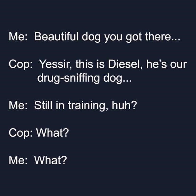 beautiful-dog-got-there-cop-yessir-this-is-diesel-hes-our-drug-sniffing-dog-still-training-huh...jpg