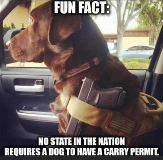 Carry permit for dogs.jpg
