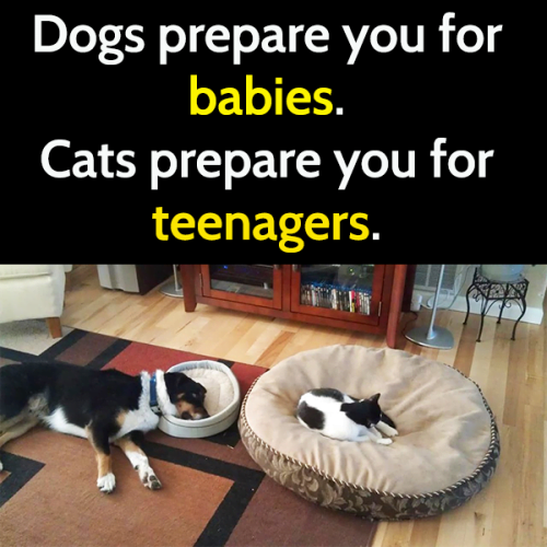 dogs prepare you for babies cats prepare you for teenagers.png