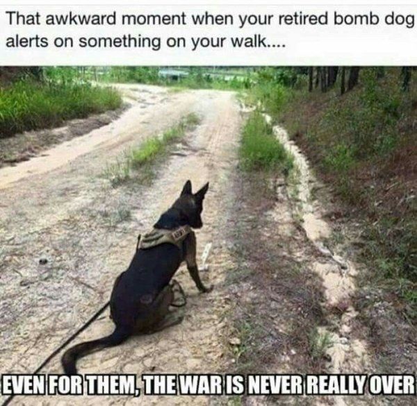 F%2Fthechive.files.wordpress.com%2F2018%2F03%2Fservice-dog-memes-always-bring-out-the-smiles-253.jpg