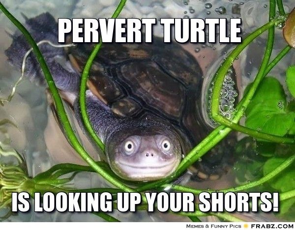 frabz-pervert-turtle-is-looking-up-your-shorts-81447b.jpg