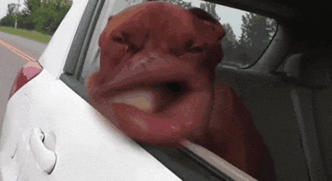 funny-dog-lips-car-window.gif