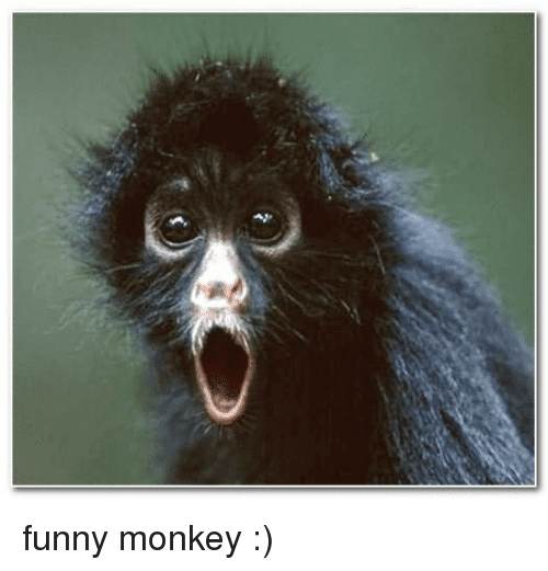 funny-monkey-13928664.png