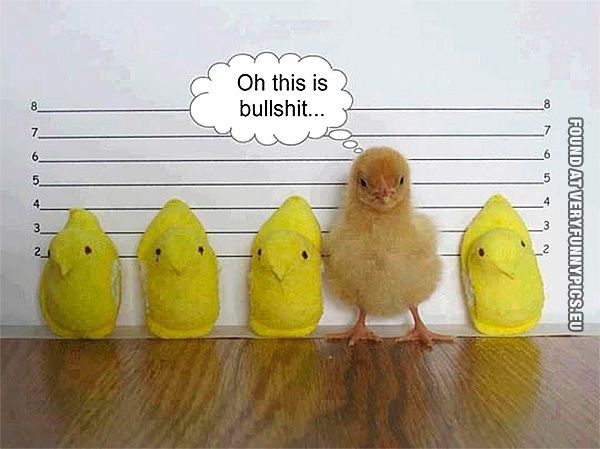funny-picture-chicken-lineup.jpg