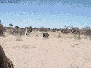 holy-shit-gifs-hippo-charge.gif
