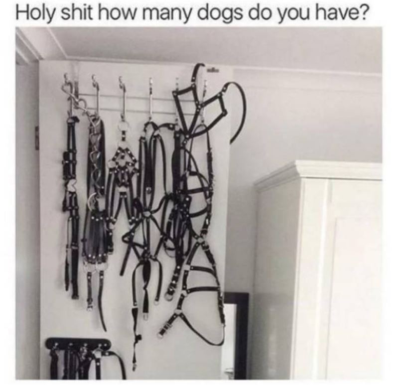 How_Many_Dogs.jpg