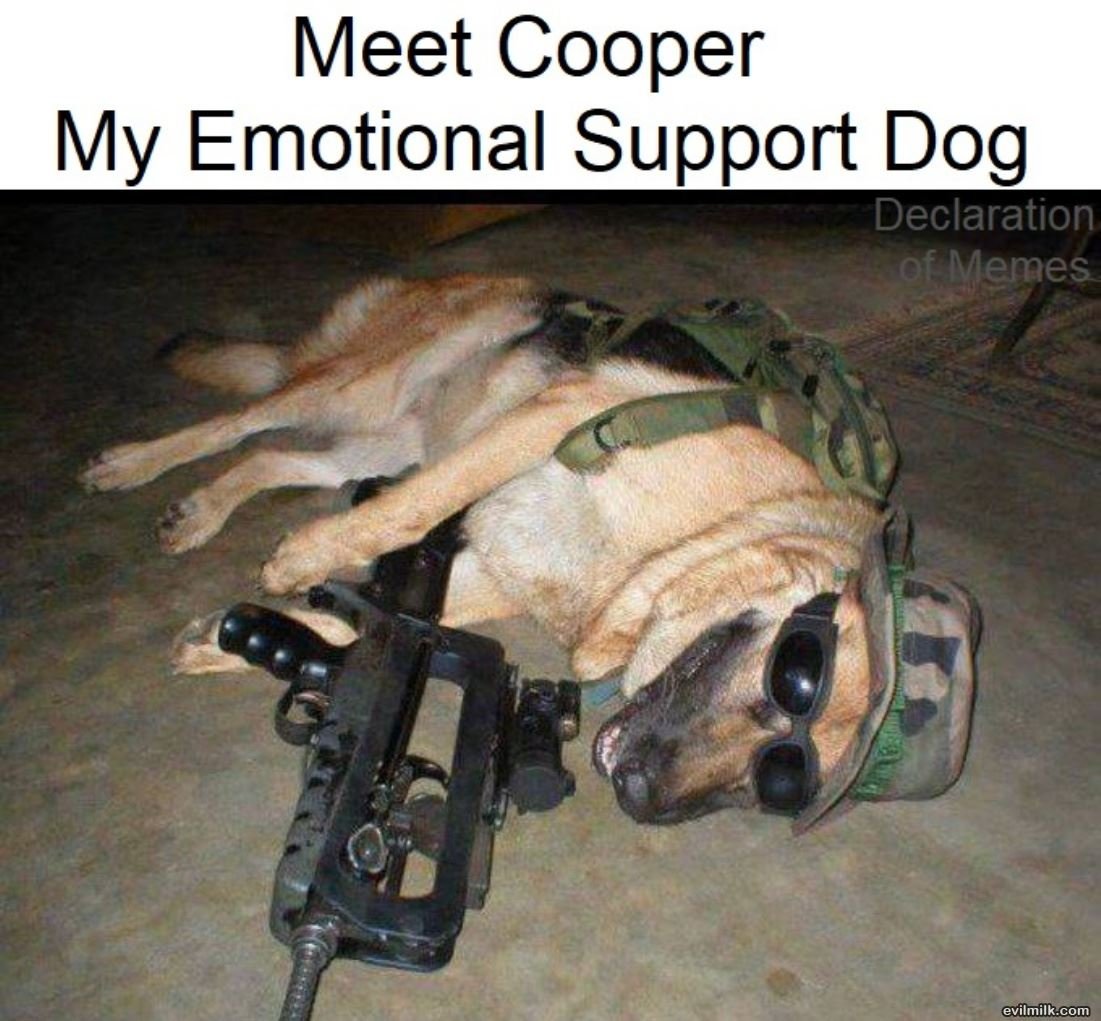 Meet_Cooper.jpg