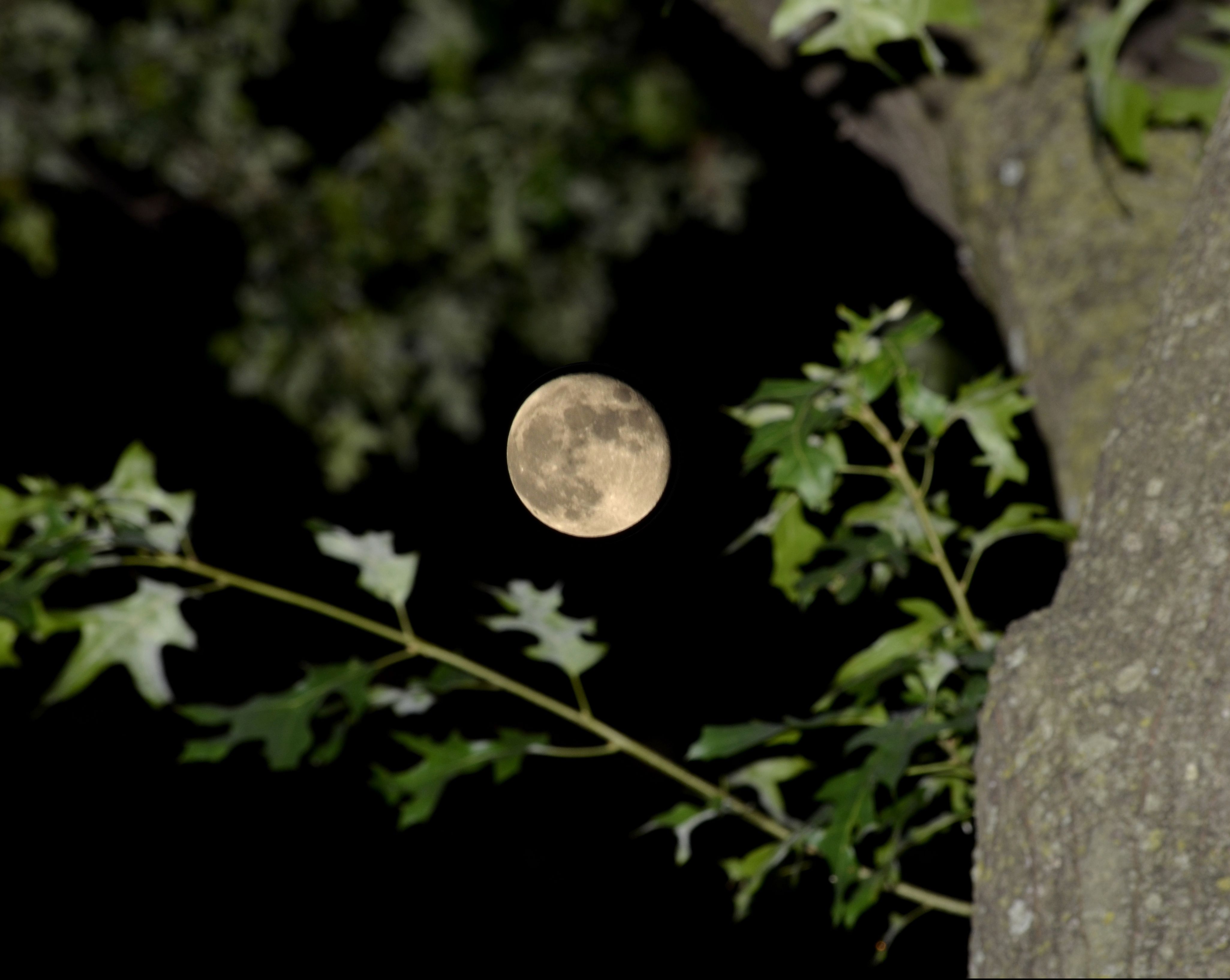 Moon & Tree.jpg