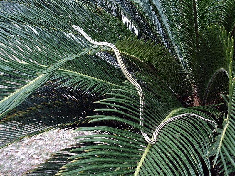 palm snake 004.jpg