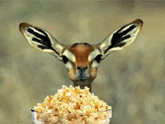 popcorn.gif