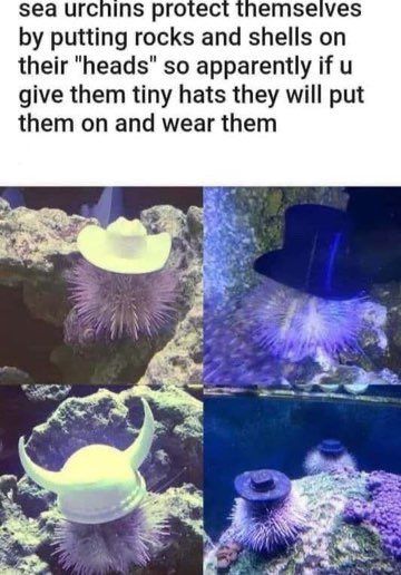 Sea urchin hats.jpg