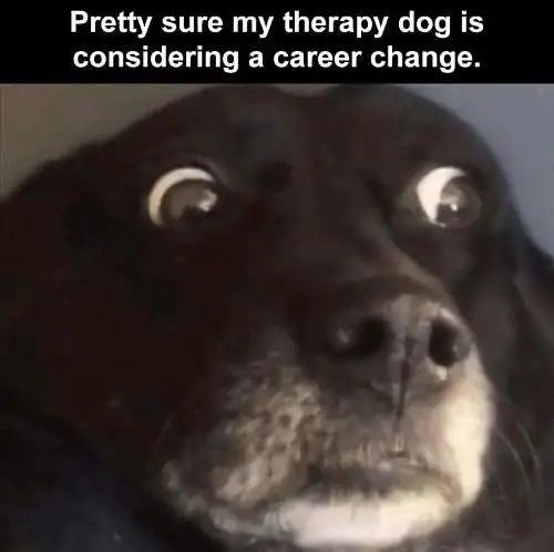 therapy-dog-considering-career-change.jpg
