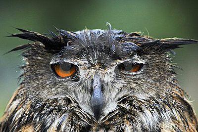 wet-owl-19880158.jpg