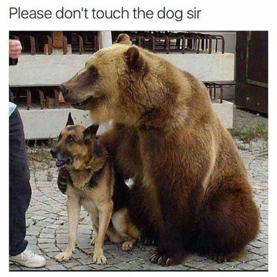 beardog.jpg