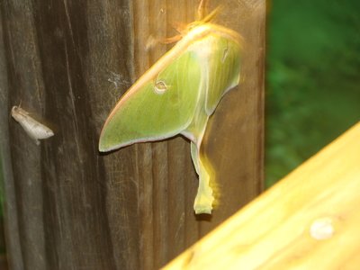 Moth giant 2 50%.jpg