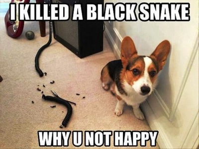 a11956415-142-i-killed-a-black-snake-why-u-not-happy.jpg
