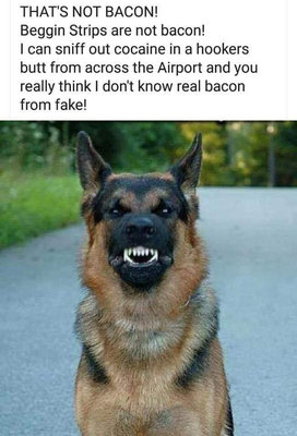 NOT Bacon Dog.jpeg