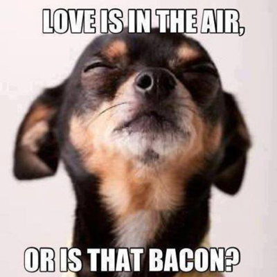 Love Or Bacon.png