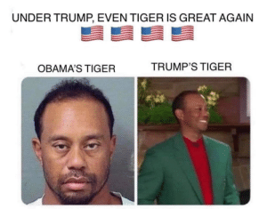 thumb_under-trump-even-tiger-is-great-again-obamas-tiger-trumps-48369829.png