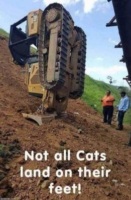 Not All Cats.jpg