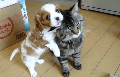 adorable-cute-funny-dog-puppy-animated-gif-26.gif