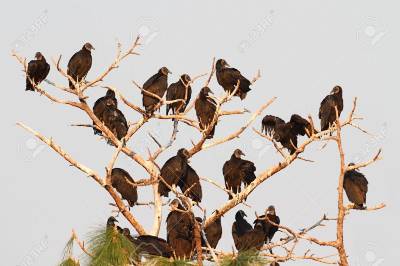 7488492-flock-of-black-vultures-coragyps-atratus-in-a-tree-in-the-florida-everglades.jpg