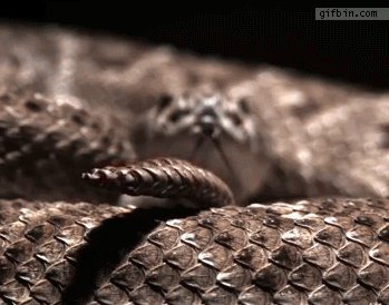 Slow-motion-rattle-snake.gif