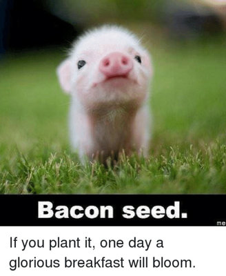 Bacon Seed.jpg