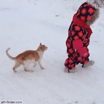 the-best-funny-pictures-of-funny-gifs-animals-vs-small-children-Cat-body-slams-a-kid.gif