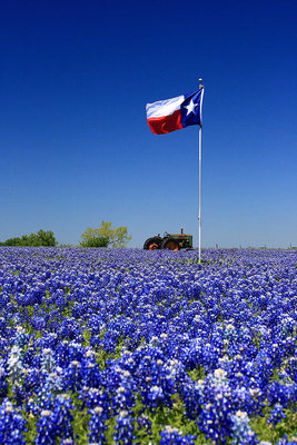 texas-flag-in-field-of-bluebonnets-jeff-wilson.jpg