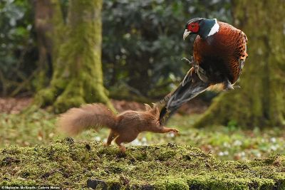 34566-8146351-The_squirrel_dives_at_the_pheasant_causing_the_bird_to_leap_off_-a-8_1585045819520.jpg