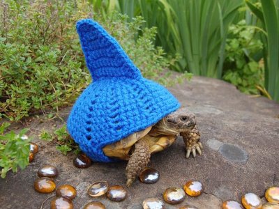 tortoise-fashion1.jpg