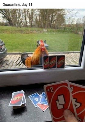 Uno Chicken.jpg