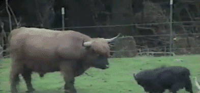 goat-fighting-bull-squares-up-head-to-head-13989881530.gif