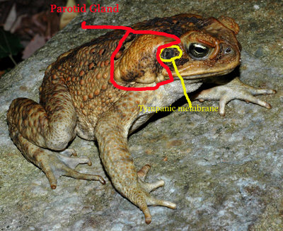 toad copy.jpg