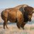 Buffalo Rancher
