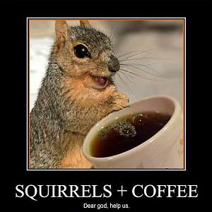 Squirrel and coffee