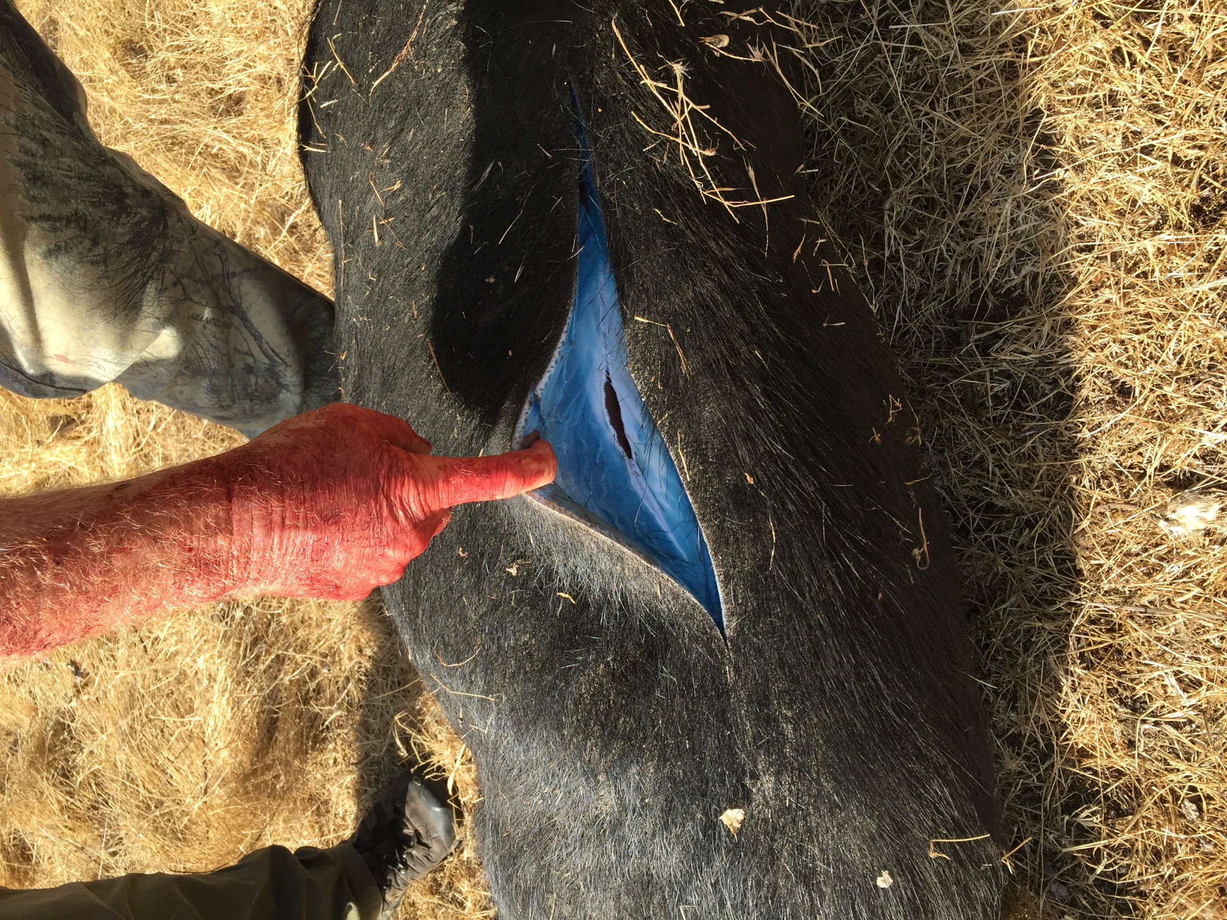 outdoorhub-photos-wild-pig-with-blue-fat-found-in-california-2015-09-10_15-26-04.jpg