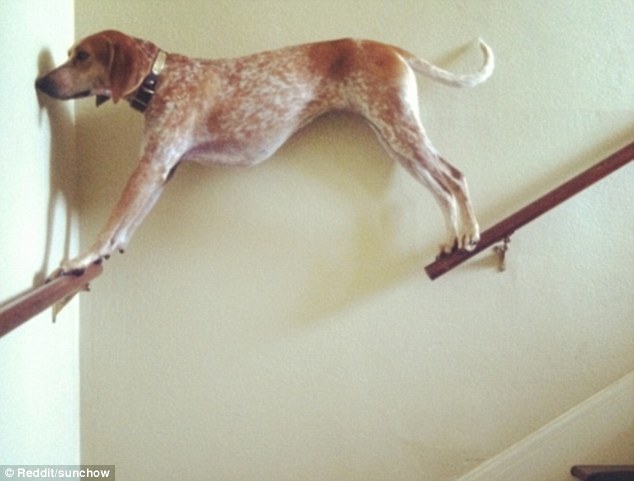 3BB82D1600000578-4076450-Caught_between_two_staircase_handrails_this_dog_doesn_t_look_lik-a-15_1483345712172.jpg