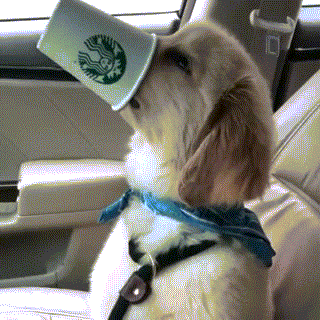 dog-drinking-coffe-out-of-starbucks-cup.gif