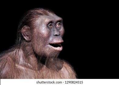 australopithecus-afarensis-one-our-most-260nw-1290824515.jpg