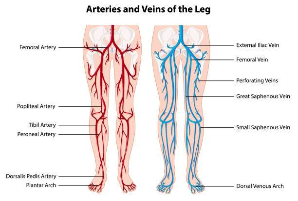 arteries-and-veins-of-the-leg.jpg