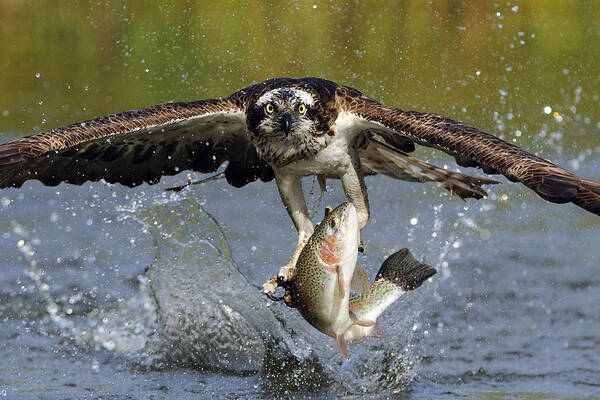 osprey-catching-trout-scott-linstead.jpg