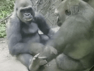 la-prueba-de-que-el-humano-esta-relacionado-con-el-gorila.gif